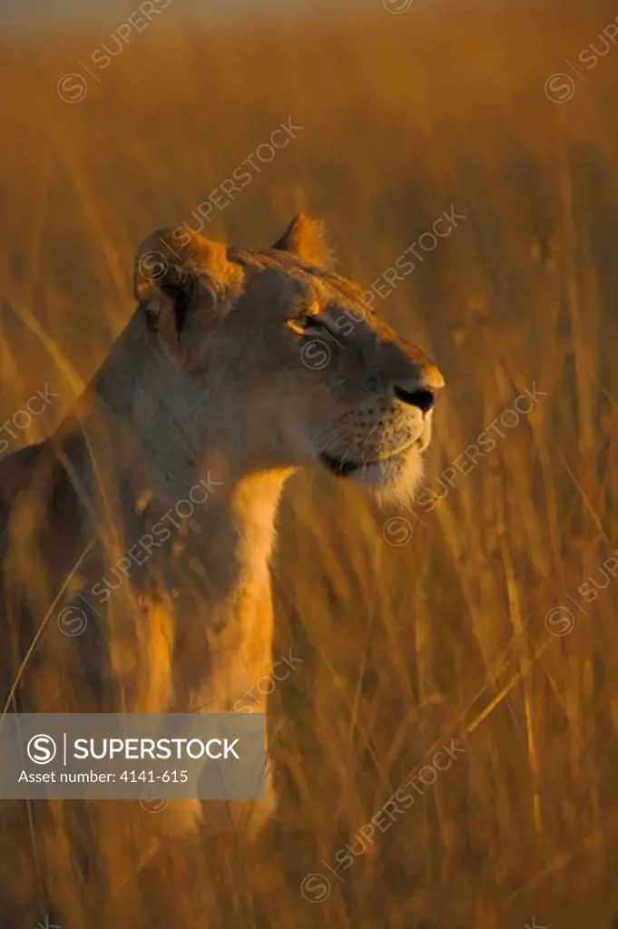 african lion panthera leo in early morning light kenya