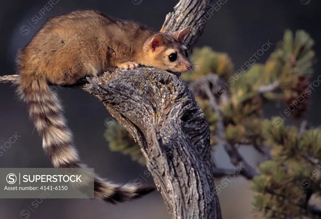ringtail or ring-tailed cat bassariscus astutus on dead branch usa 