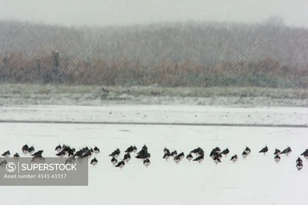 Northern Lapwing, Vanellus Vanellus, A Large Flock Standing In Snowfall, Lancashire, Winter 2009