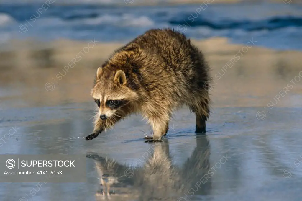 raccoon procyon lotor foraging in shallows of stream usa . winter
