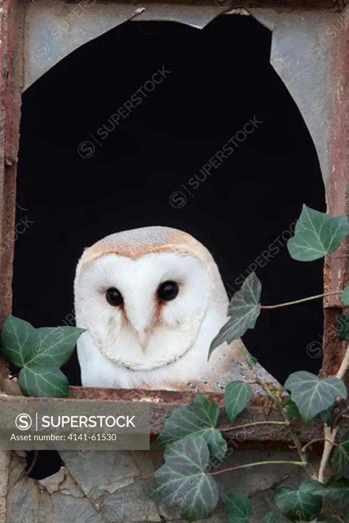 Barn Owl, Tyto Alba, Single Bird In Old Iron And Glass Window, Captive Bird In Gloucestershire, Winter 2010