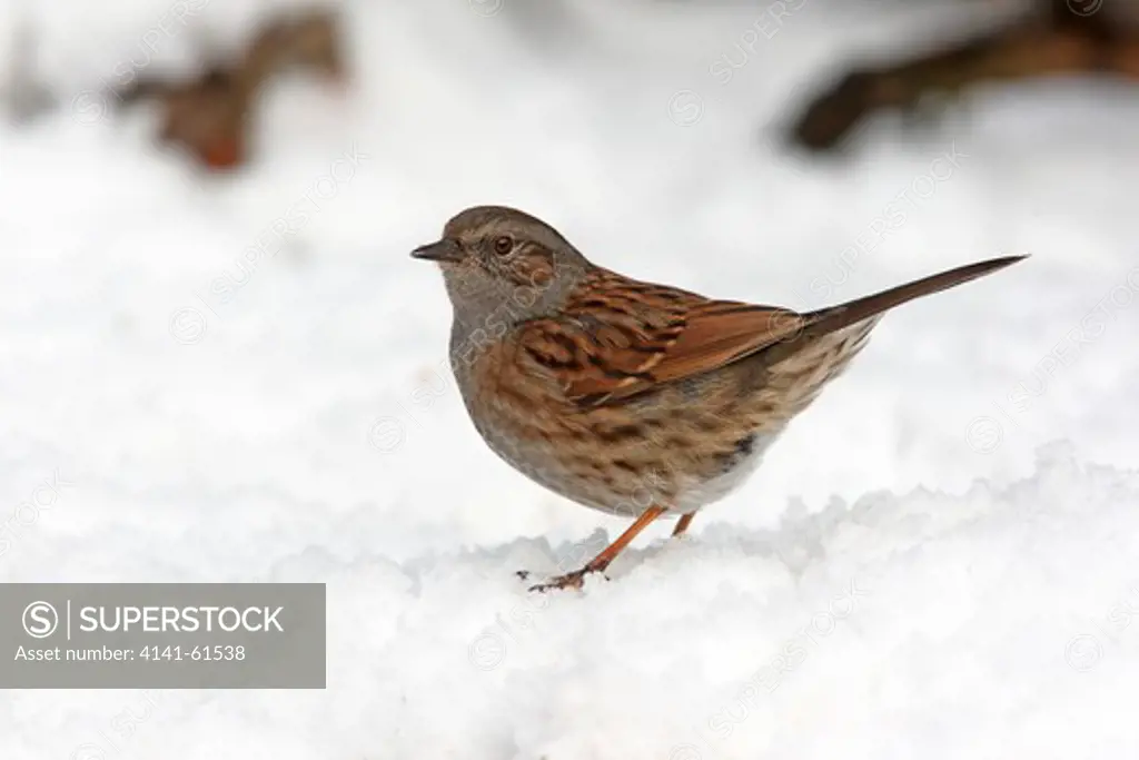 Dunnock Or Hedge Sparrow, Prunella Modularis, Single Bird In Snow, Staffordshire, January 2010