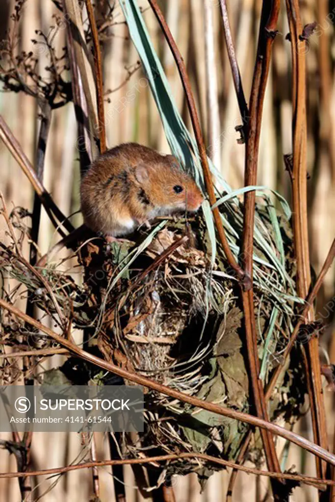 Harvest Mouse, Micromys Minutus, Single Mouse At A Nest In Reeds, Captive, January 2010