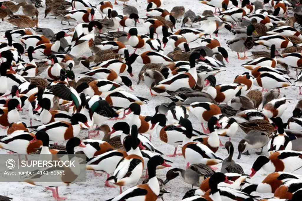 Shelduck, Tadorna Tadorna, A Large Flock Of Birds In Snowy Conditions, Martin Mere, Lancashire, Uk, Winter 2009