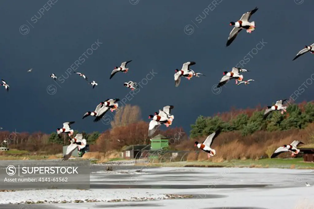 Shelduck, Tadorna Tadorna, A Flock Of Birds In Flight In Snowy Conditions, Martin Mere, Lancashire, Uk, Winter 2009