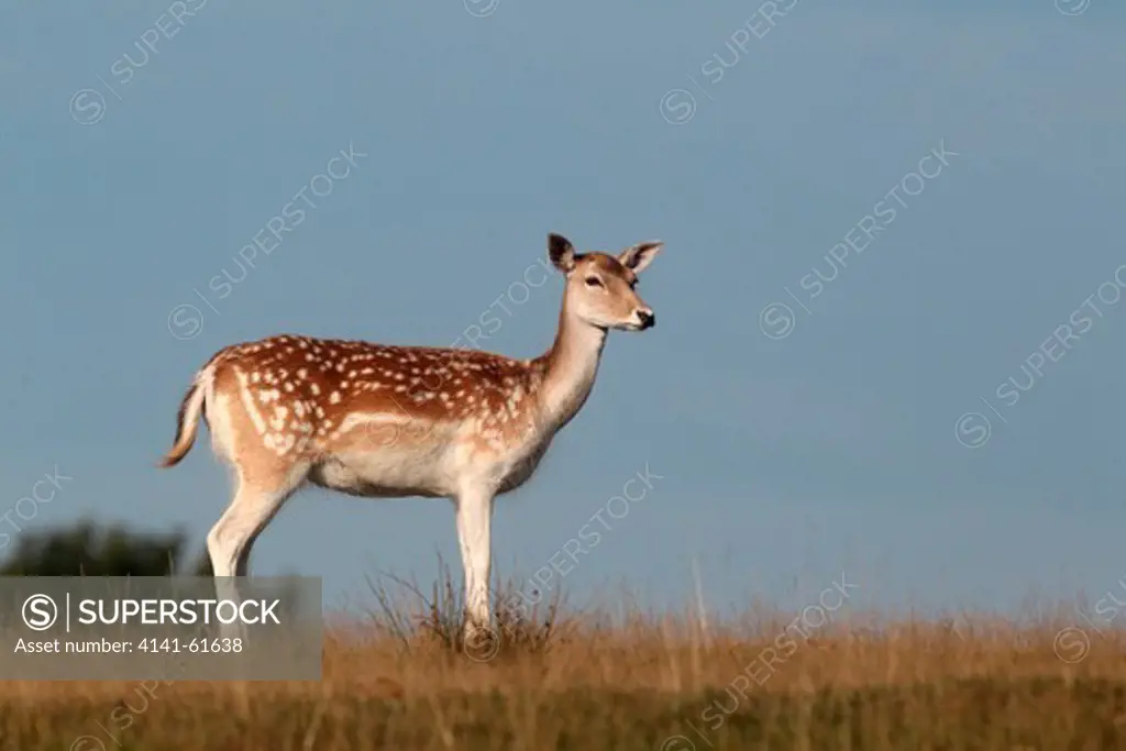 Fallow Deer, Dama Dama, Single Female On Grass, Kent, September 2010
