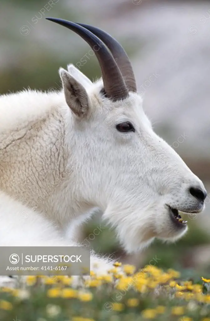 mountain goat head detail oreamnos americanus colorado, mid-western usa 
