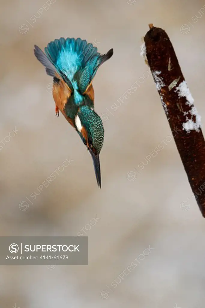 Kingfisher, Alcedo Atthis, Single Bird Diving From Reed Head, Midlands, December