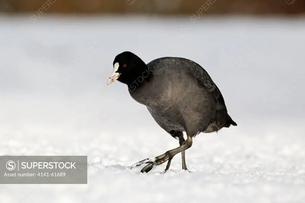 Coot, Fulica Atra, Single Bird Standing In Snow, West Midlands, December