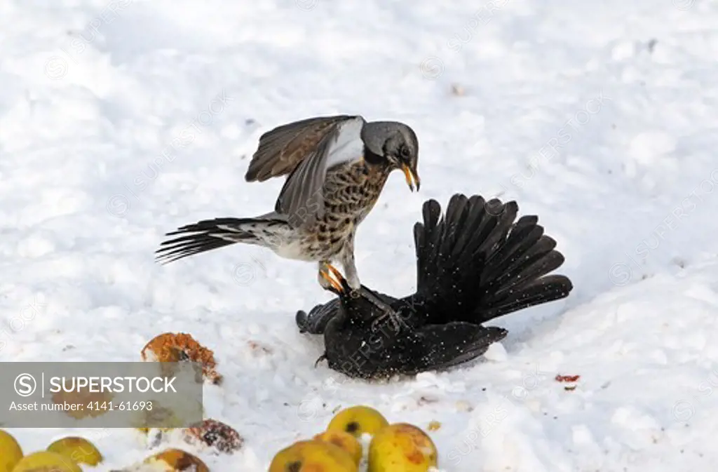 Fieldfare, Turdus Pilaris, Fighting With Male Blackbird Over Apples In Snow, West Midlands, December