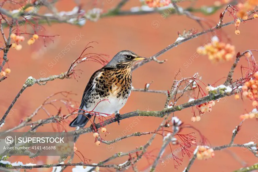 Fieldfare, Turdus Pilaris, Single Bird On Rowan Berries,  West Midlands, December