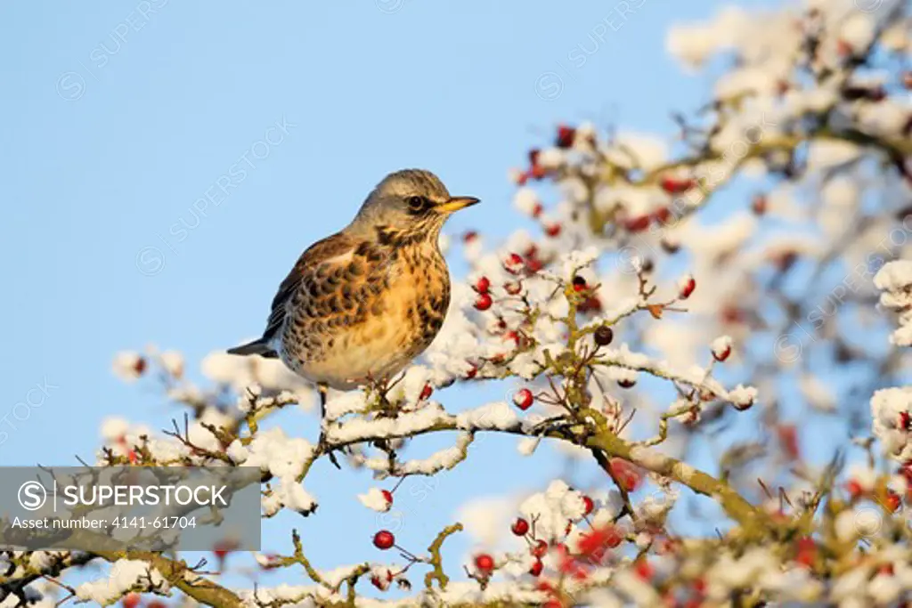 Fieldfare, Turdus Pilaris, Single Bird Feeding On Hawthorn Berries In Heavy Frost, Midlands, December