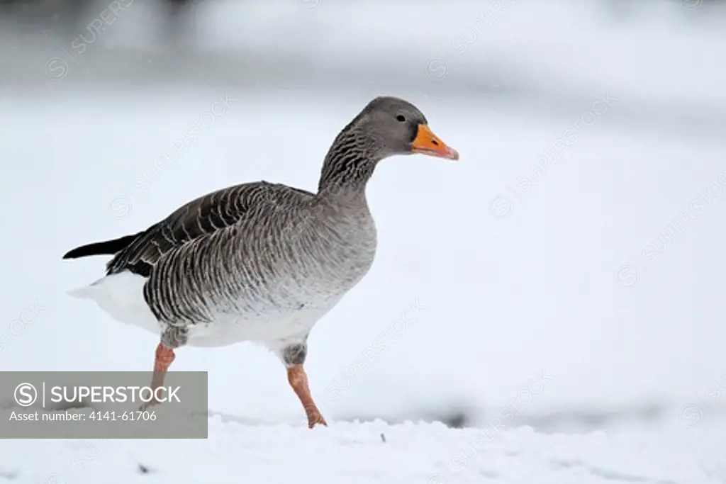 Greylag Goose, Anser Anser, Single Bird In Snow, West Midlands, December