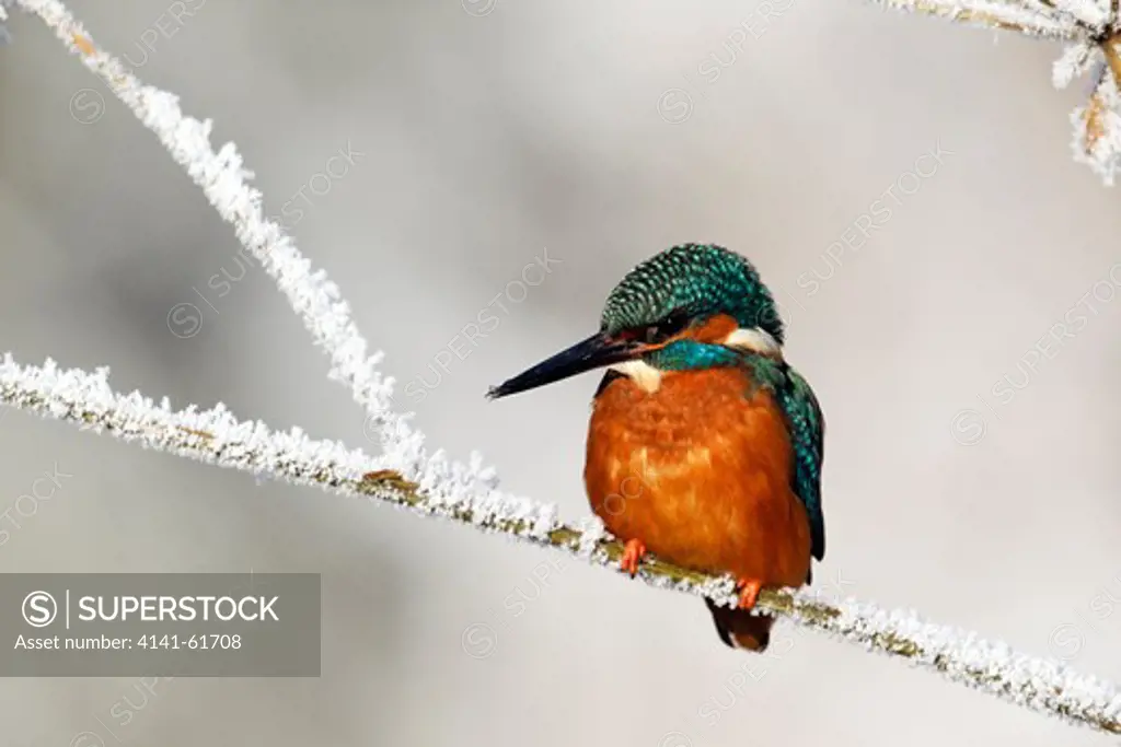 Kingfisher, Alcedo Atthis, Single Bird On Frosty Perch, Midlands, December