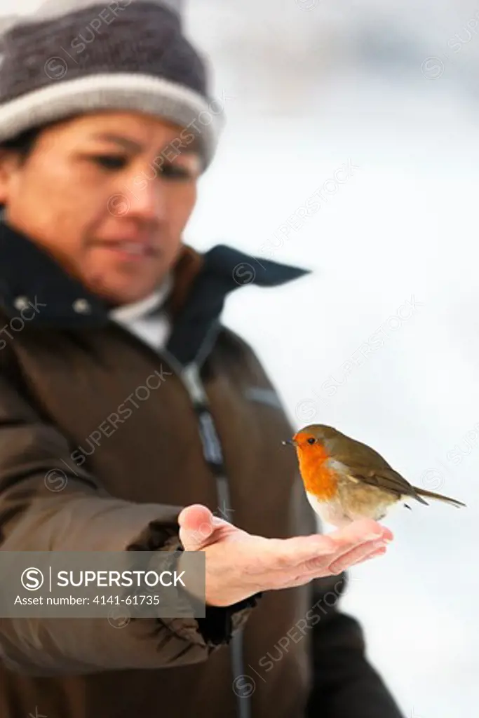 Robin, Erithacus Rubecula, Single Bird On Persons Hand, West Midlands, December