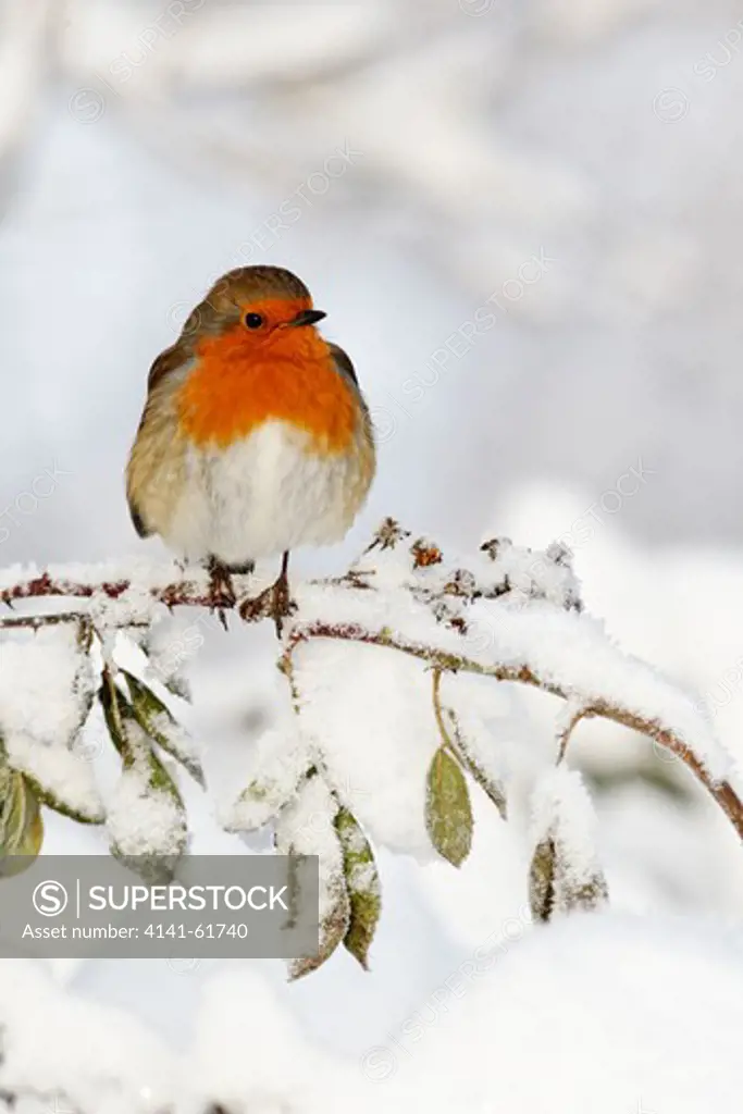 Robin, Erithacus Rubecula, Single Bird In Snow, West Midlands, December