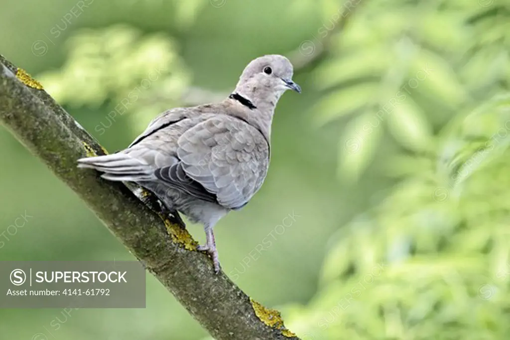 Collared Dove, Streptopelia Decaocto, Single Bird On Branch, Derbyshire, May