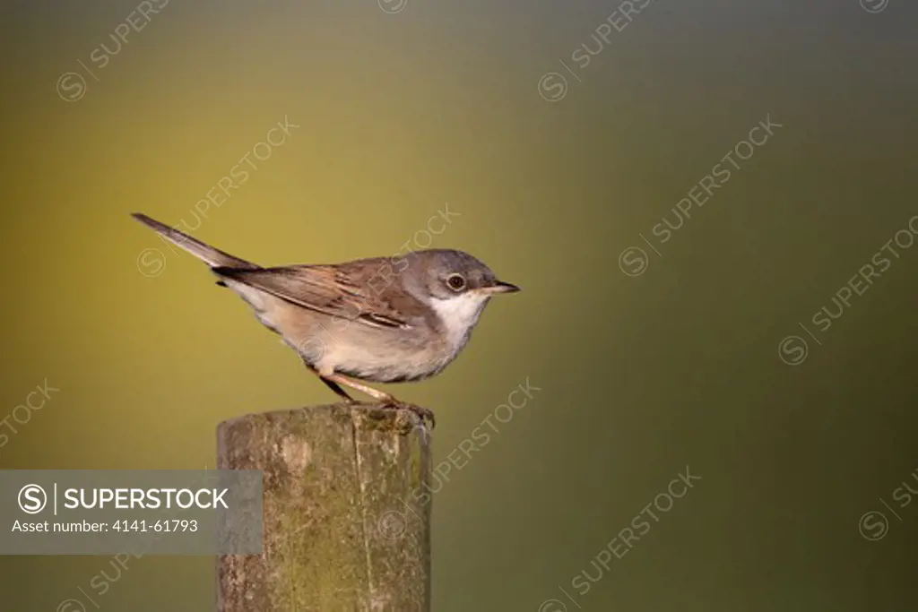 Common Whitethroat, Sylvia Communis, Single Bird On Post, Midlands, April