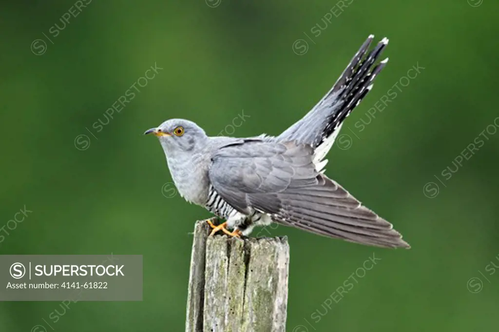 Cuckoo, Cuculus Canorus, Single Bird On Post, Midlands, April 2011