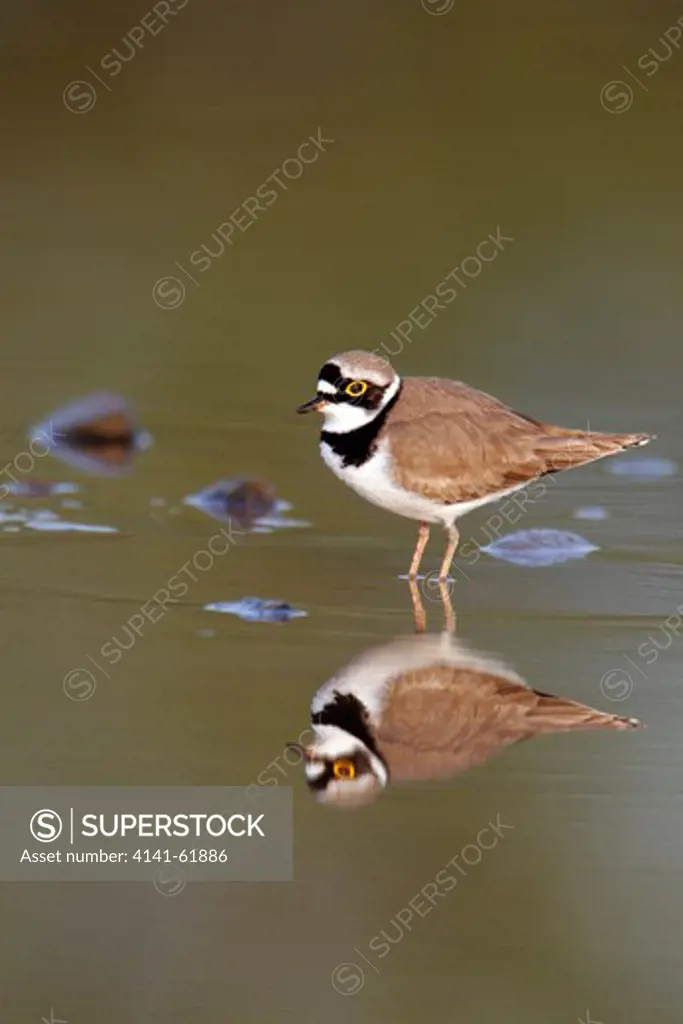 Little-Ringed Plover, Charadrius Dubius, Single Bird By Water, Midlands, April 2011
