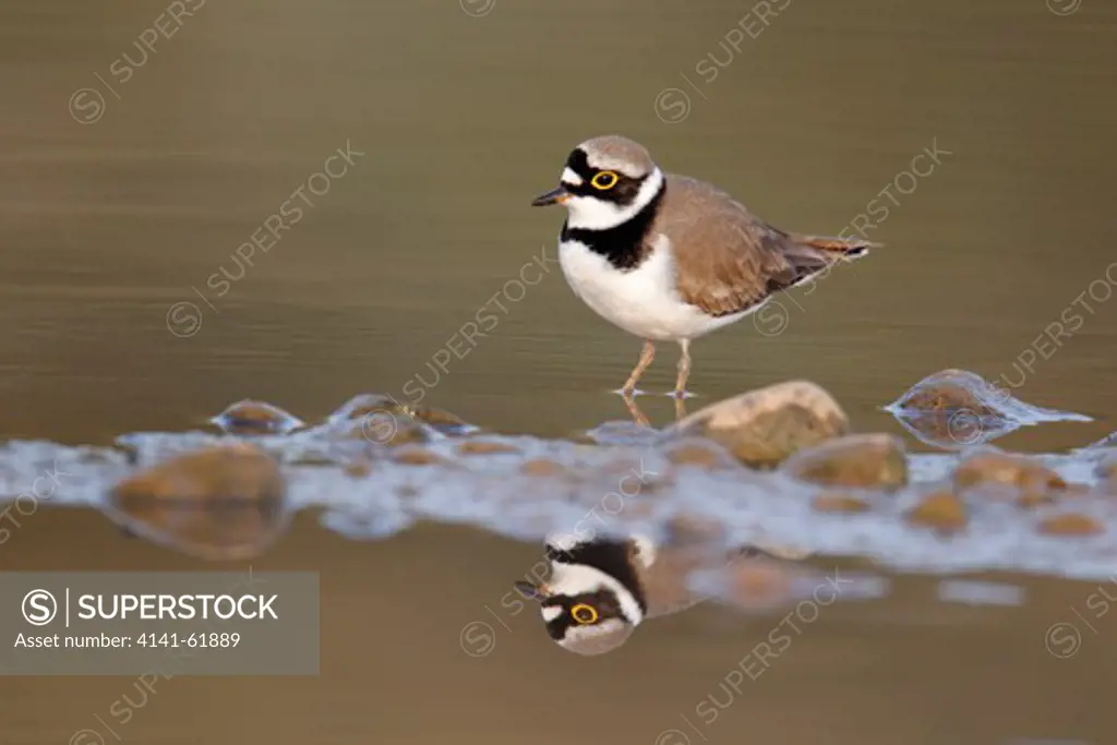 Little-Ringed Plover, Charadrius Dubius, Single Bird By Water, Midlands, April 2011