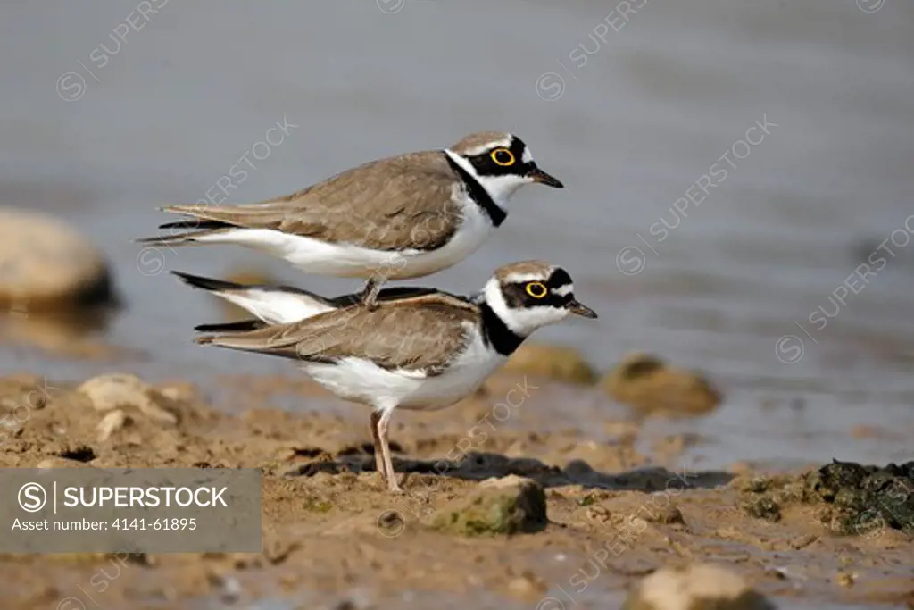 Little-Ringed Plover, Charadrius Dubius, Two Birds Mating, Midlands, April 2011