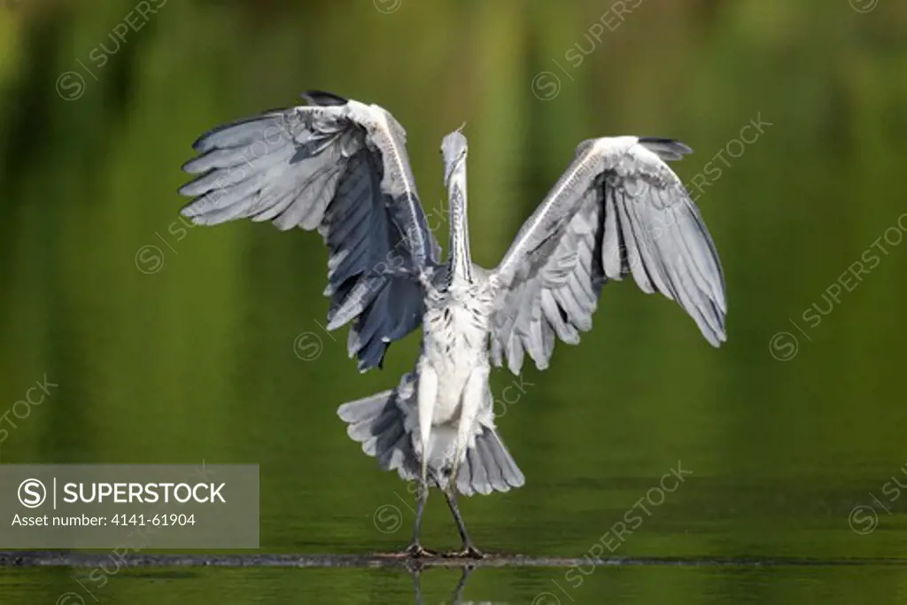 Grey Heron, Ardea Cinerea, Single Bird In Water With Wings Open, Midlands, July 2011