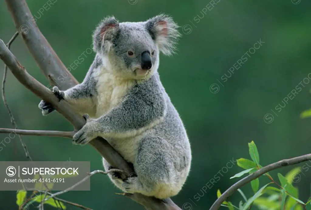 koala in eucalyptus tree phascolarctos cinereus australia 