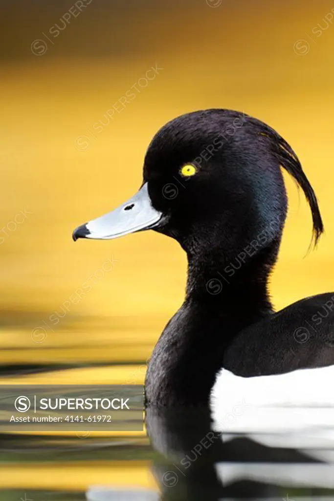 Tufted Duck, Aythya Fuligula, Single Male On Water With Yellow Reflection, London,  April