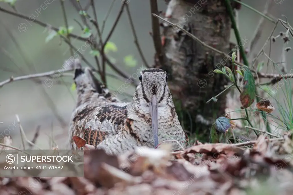 Woodcock, Scolopax Rusticola, Single Bird On Its Nest In Oak Leaves, Debyshire, May 2010