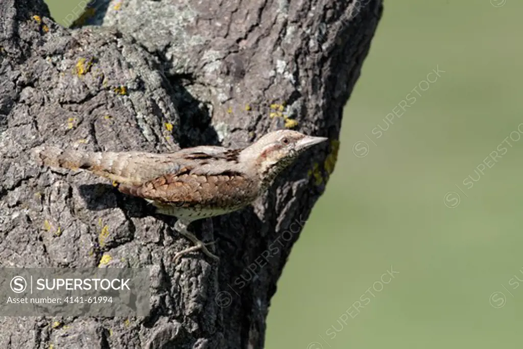 Wryneck, Jynx Torquilla, Single Bird At Nest Entrance In Tree, Bulgaria, May 2010