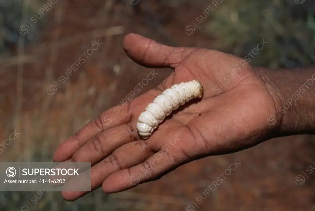 witchetty grub (moth larva) on hand xyleutes leucomochia of aboriginal woman dug up to be cooked & eaten near tennant creek >>