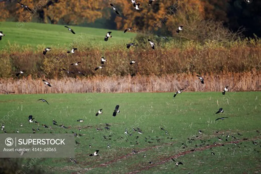Northern Lapwing, Vanellus Vanellus, Flock Of Birds Over Farm Fields, Warwickshire, November 2011