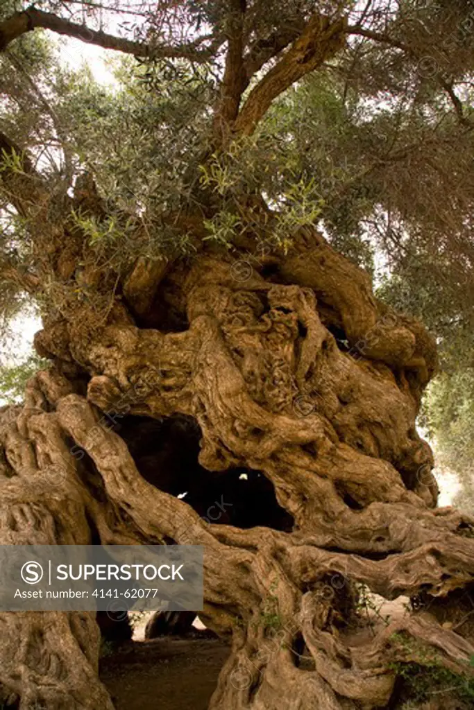 World'S Oldest Olive Tree (Olea Europaea) Vouves, Crete, Greece. Around 3500 Years Old. 12 Metre Circumference Of Trunk. Leaves Provide The Crown For Marathon Winners Of Recent Olympic Games.