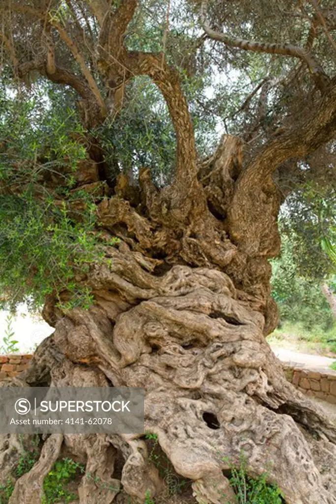 World'S Oldest Olive Tree (Olea Europaea) Vouves, Crete, Greece. Around 3500 Years Old. 12 Metre Circumference Of Trunk. Leaves Provide The Crown For Marathon Winners Of Recent Olympic Games.