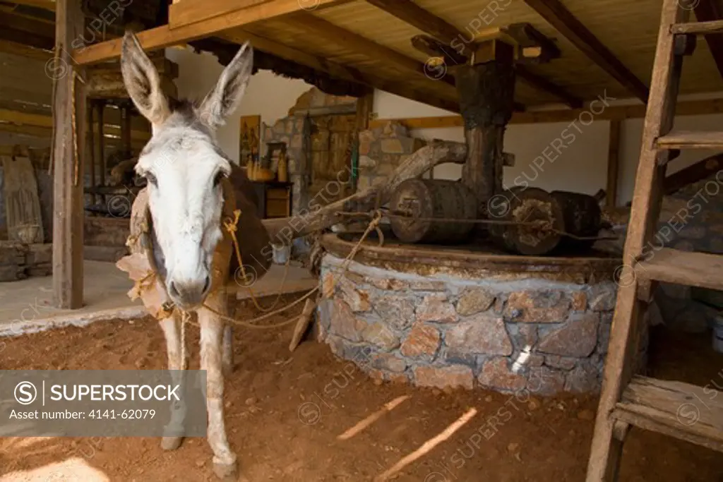 Donkey (Equus Dom) Powering Traditional Olive Press. Crete, Greece