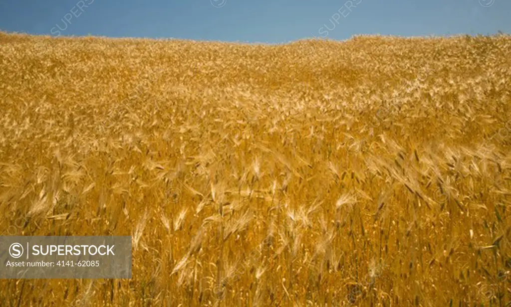 Barley Field. (Hordeum Vulgare) In Summer