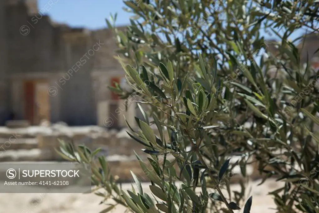 Olive Tree (Olea Europaea); Minoan Palace Of Knossos; Olives Are The Major Crop Of The Island; Crete Has Highest Consumption Of Olive Oil In Europe;Crete; Greece