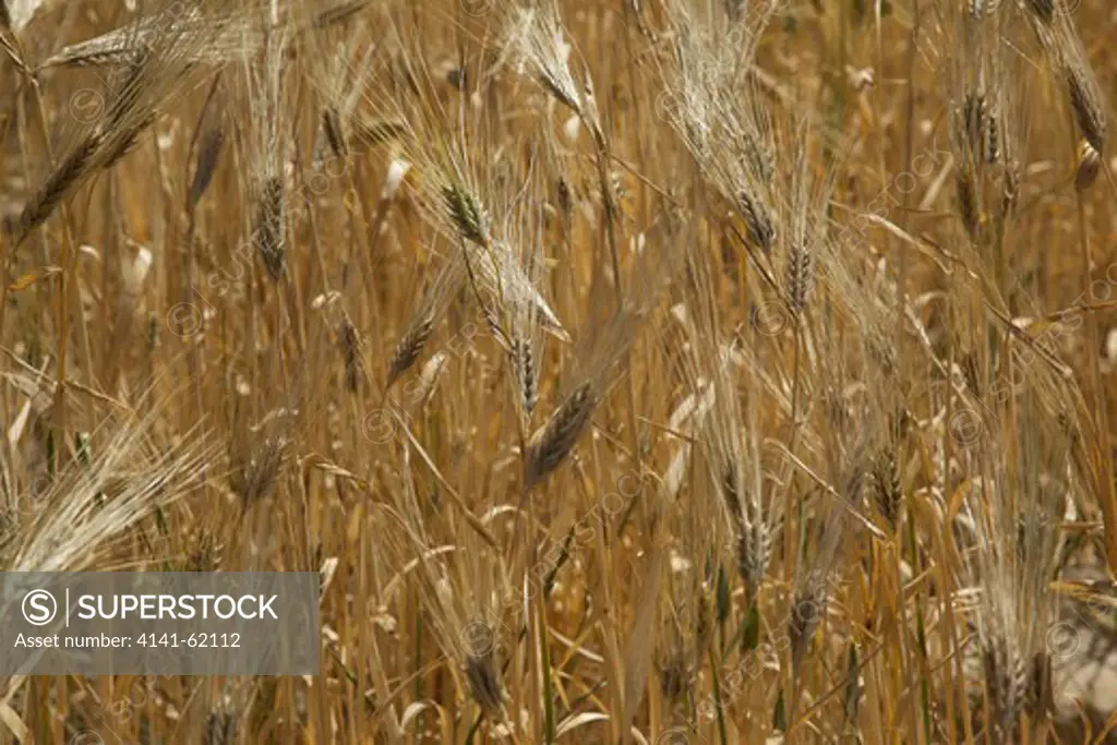 Barley Field (Hordeum Vulgare); Golden And Ripe In Early Summer;  Fields Of Gold ; Crete; Greece