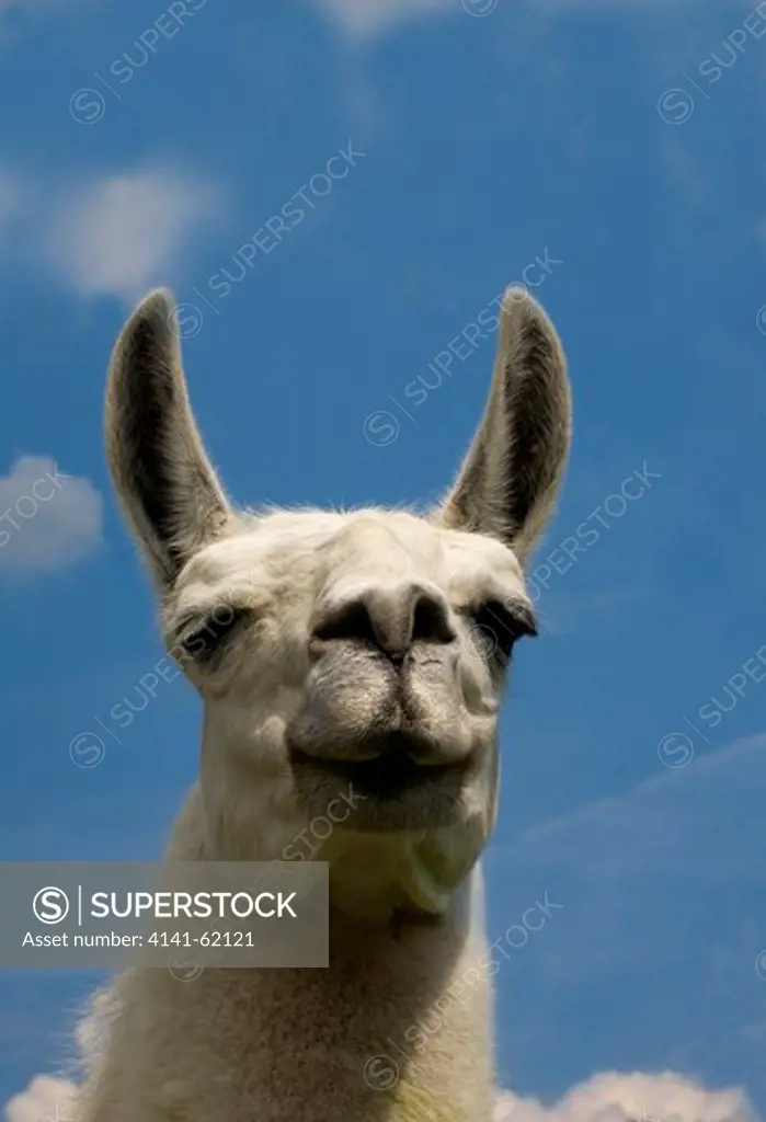 Llama (Lama Glama) Head.