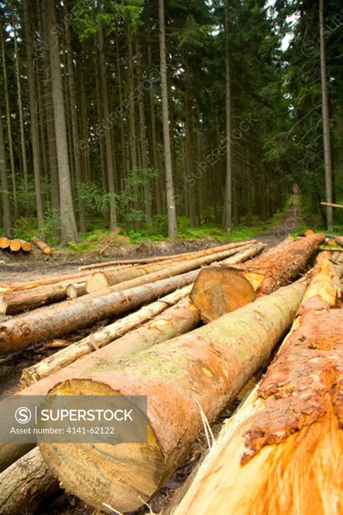 Logging In Commercial Conifer Plantation