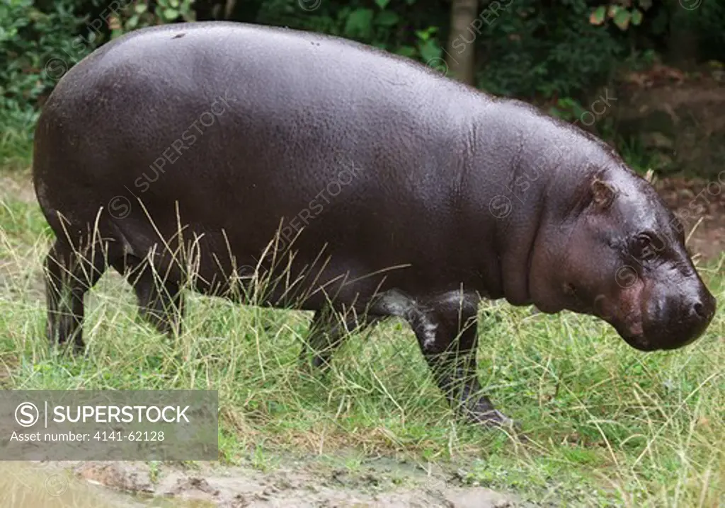 Pygmy Hippopotamus (Choeropsis Liberiensis Or Hexaprotodon Liberiensis); Walking By Wallow; Captive.