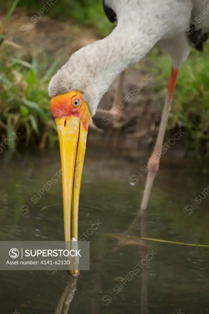 Yellow-Billed Stork (Mycteria Ibis); Fishing; South Africa