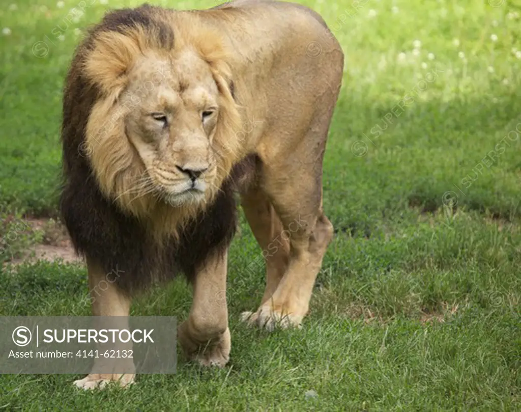 Asiatic Lion (Panthera Leo Persica); Male Standing; Controlled Conditions