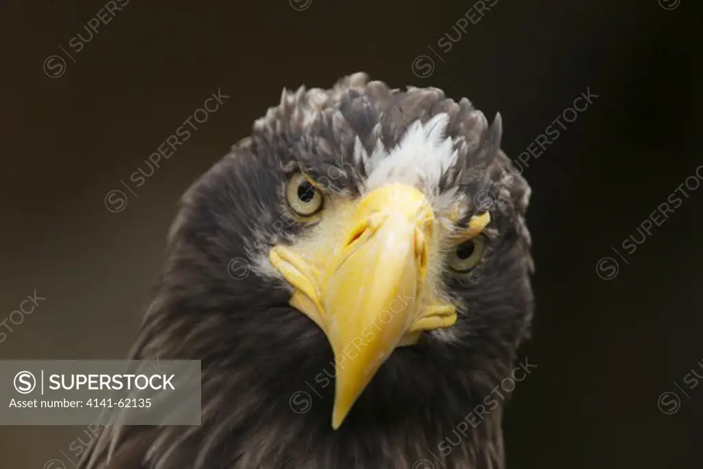Steller'S Sea Eagle, (Haliaeetus Pelagicus); Head; Controlled Conditions; Czech Republic