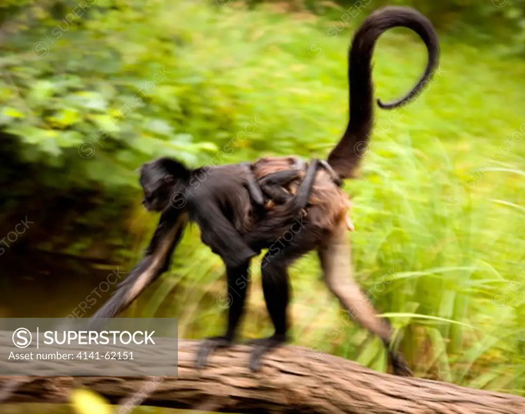 Black-Headed Spider Monkey ( Ateles Fusciceps) Female With Baby. Running Along Branch