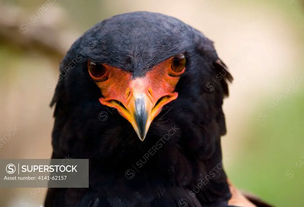 Bateleur Eagle (Terathopius Ecaudatus) South Africa.