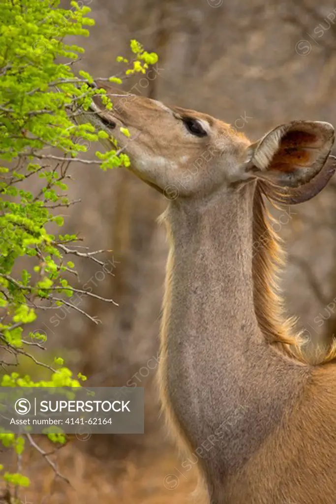 Greater Kudu (Tragelaphus Strepsiceros) Foraging, Kruger National Park, South Africa.