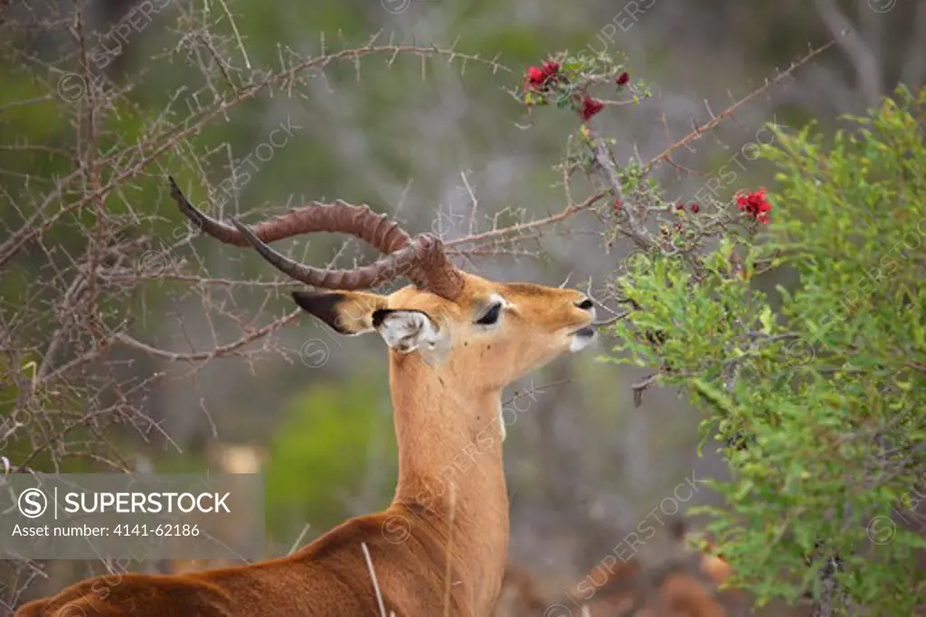 Impala (Aepyceros Melampus Melampus) Feeding, Kruger National Park, South Africa.
