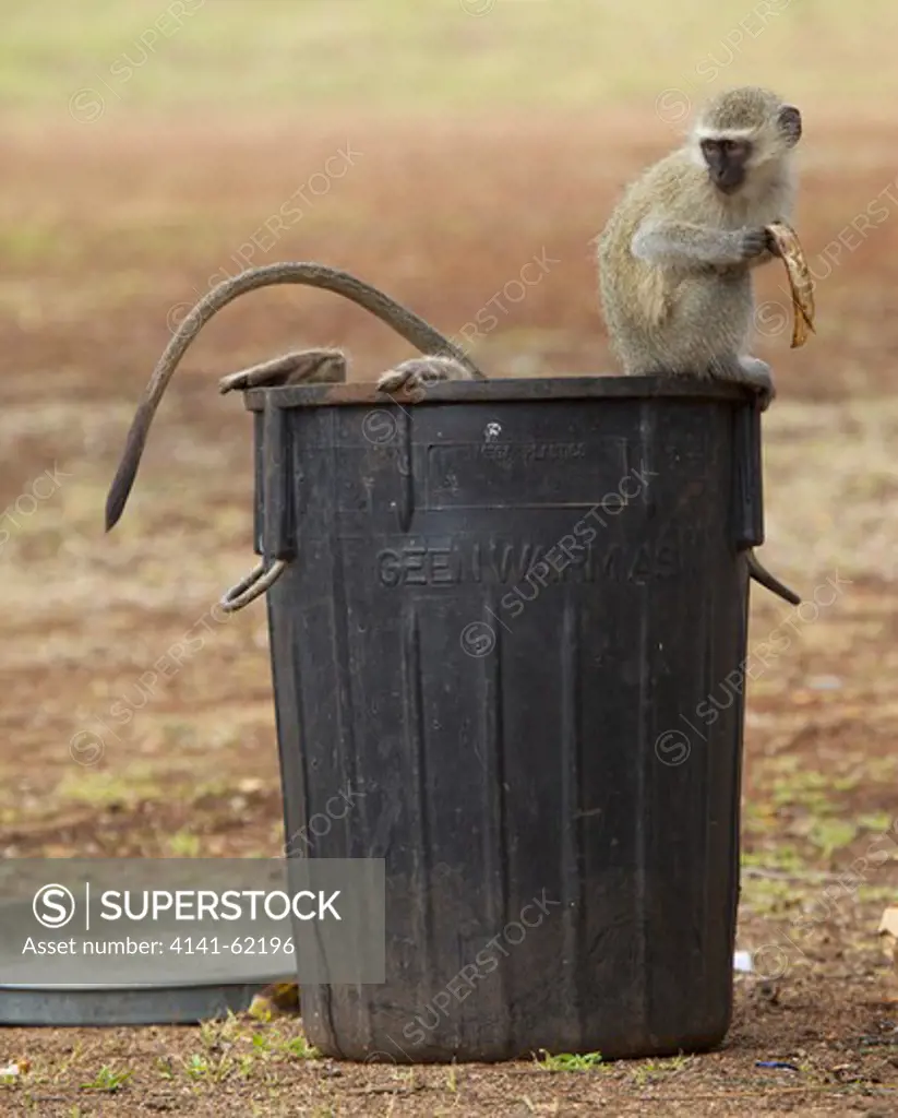 Vervet Monkey (Chlorocebus Pygerythrus) Scavenging At Dustbin, Kruger National Park, South Africa.